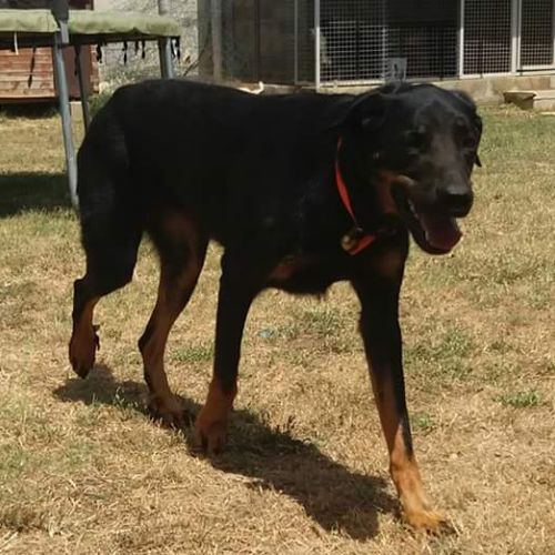 Pension canine