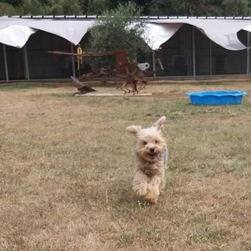 Pension canine