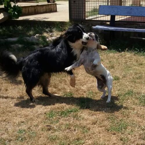 Pension canine