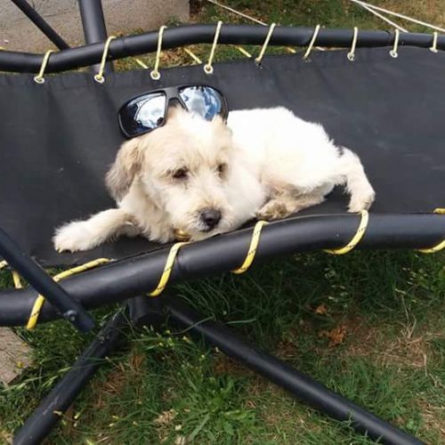 Pension canine