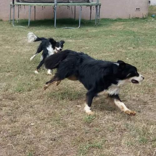Pension canine