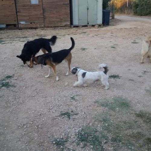 Pension canine