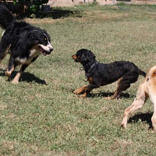 Pension canine