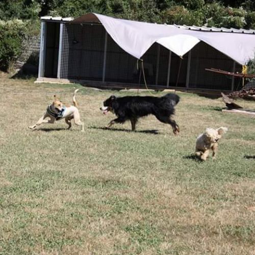 Pension canine