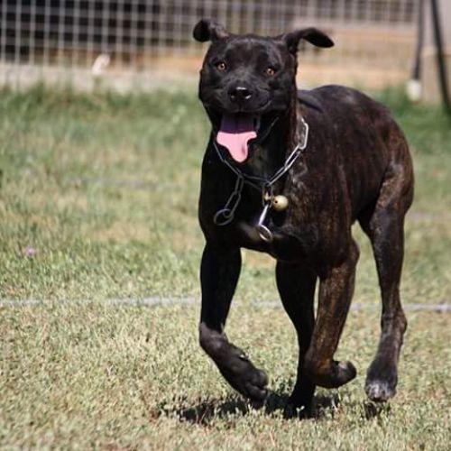 Pension canine
