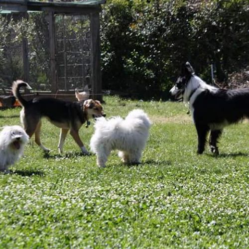 Pension canine