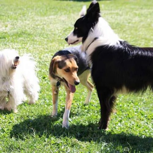 Pension canine