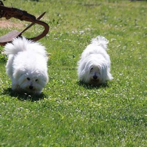 Pension canine