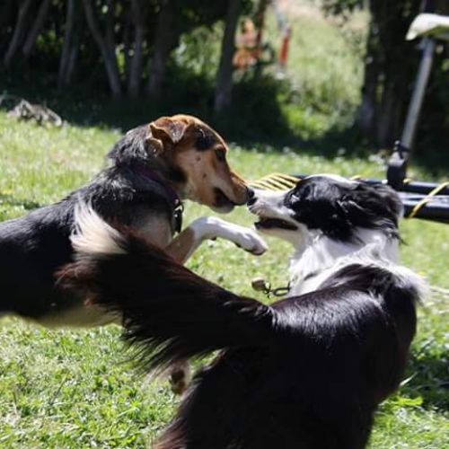 Pension canine