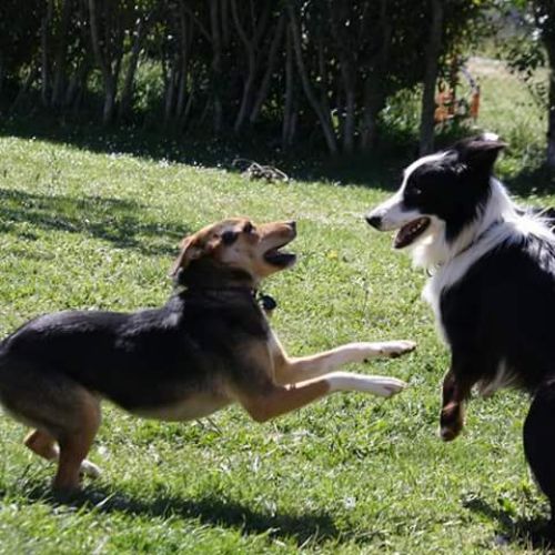 Pension canine