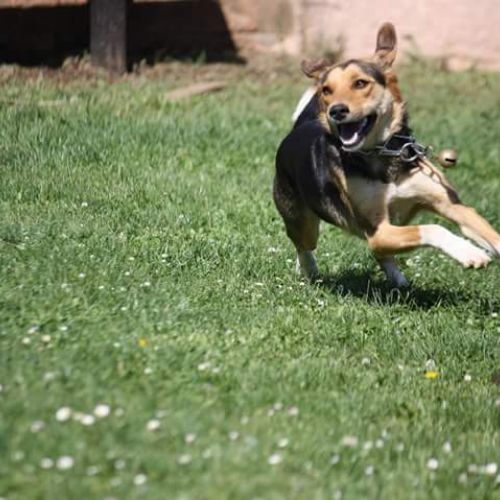 Pension canine