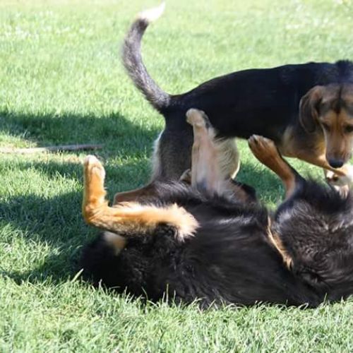 Pension canine