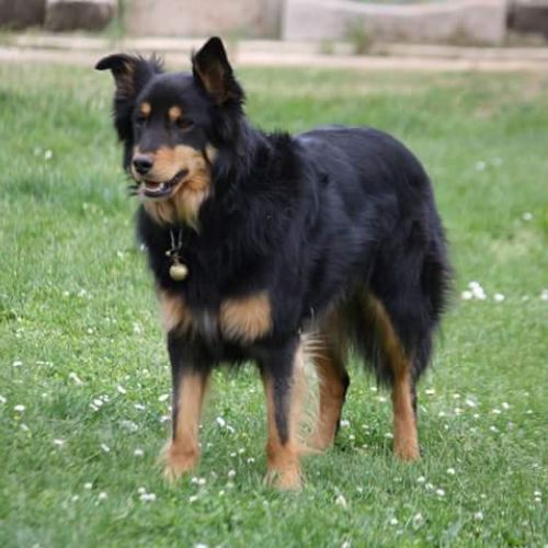 Pension canine