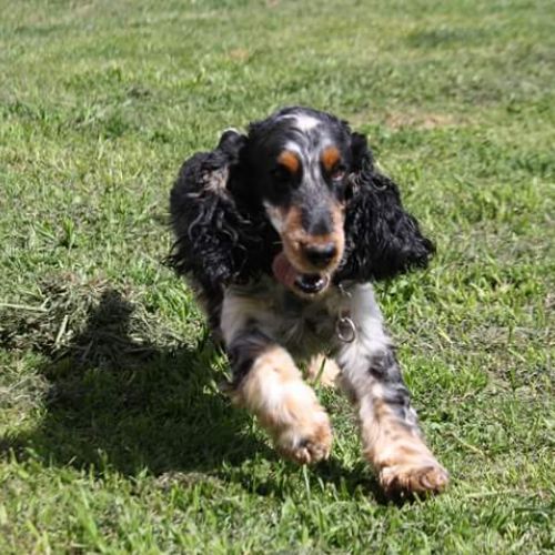 Pension canine