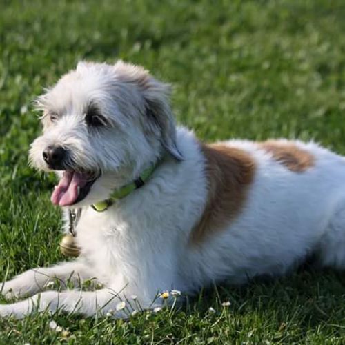 Pension canine