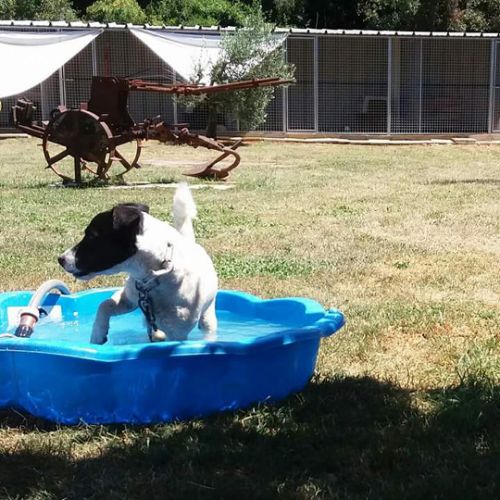 Pension canine