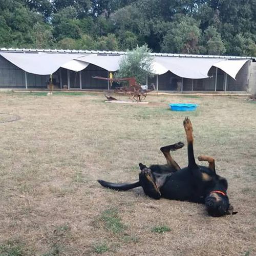 Pension canine