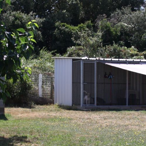 Pension canine
