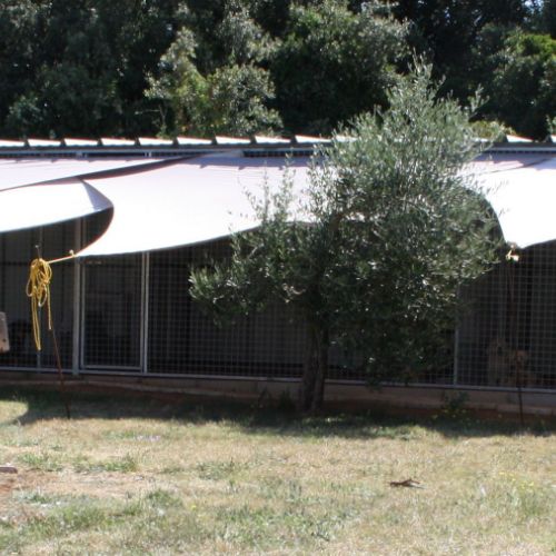 Pension canine