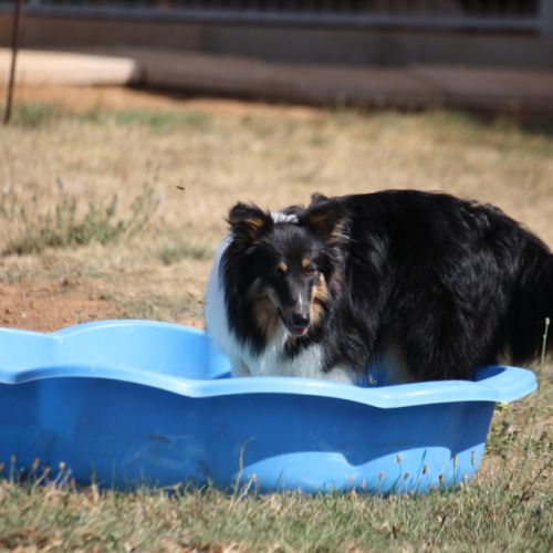 Pension canine